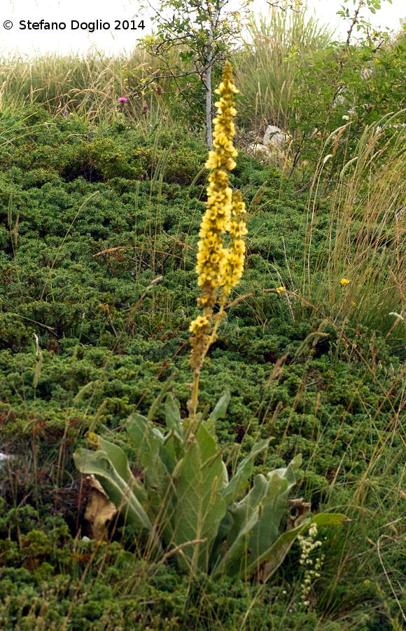 Verbascum sp.